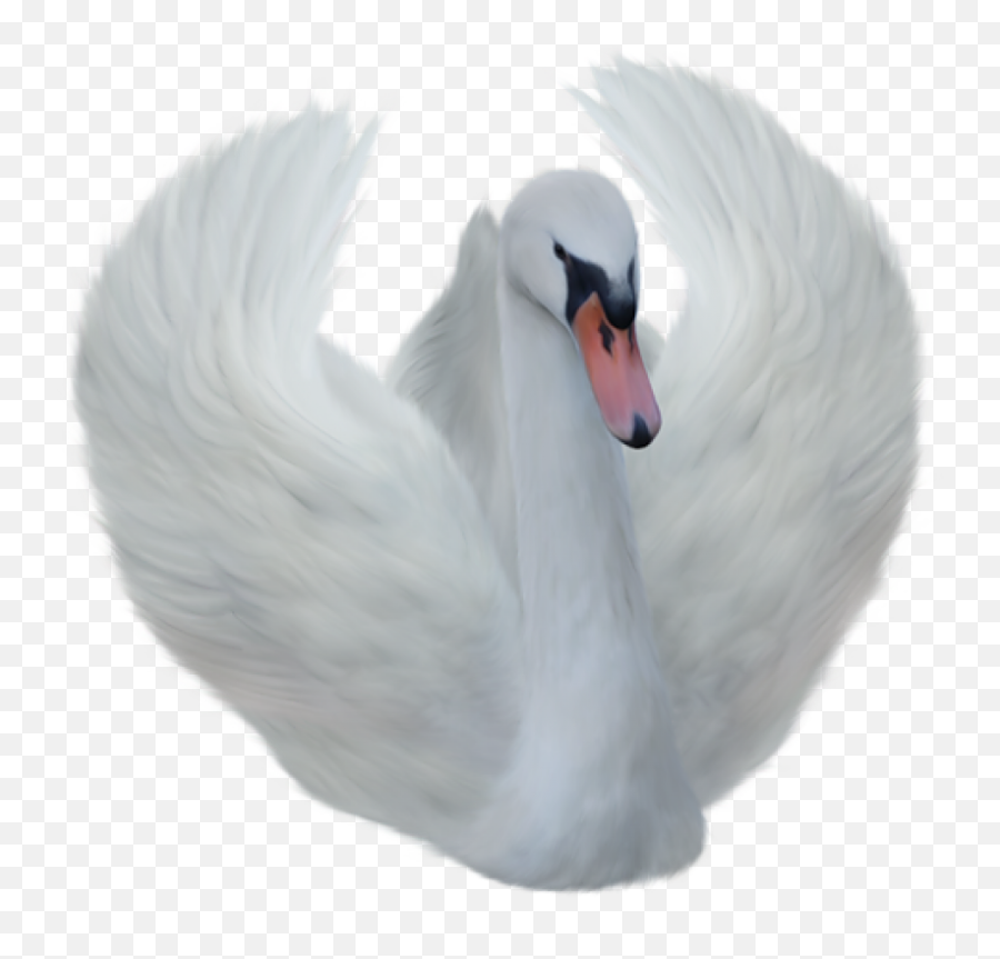 Angel Swan Png - Transparent Swan Png,Swan Png