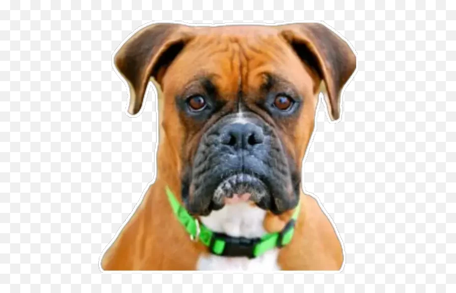 Boxer Stickers - Live Wa Stickers Png,Boxer Dog Icon