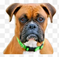 Boxer Stickers - Live WA png