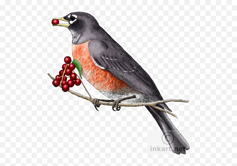 Download European Robin Png Clipart For - Connecticut Animals,Robin Png