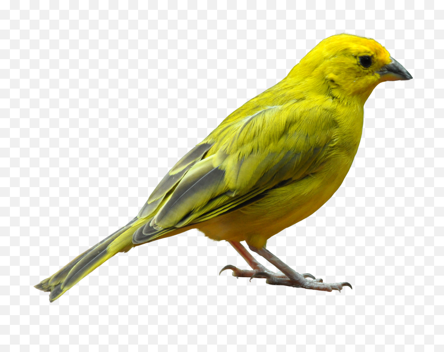 Yellow Bird Standing Png Image - Purepng Free Transparent Birds Png,Bird Flying Png
