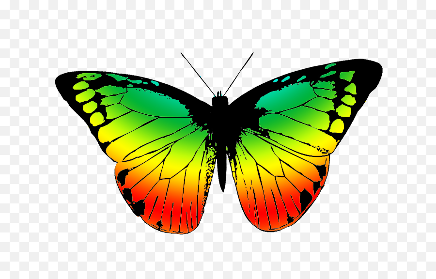 Colorful Butterfly Wings - Colorful Butterfly Drawing Png,Butterfly Png Clipart