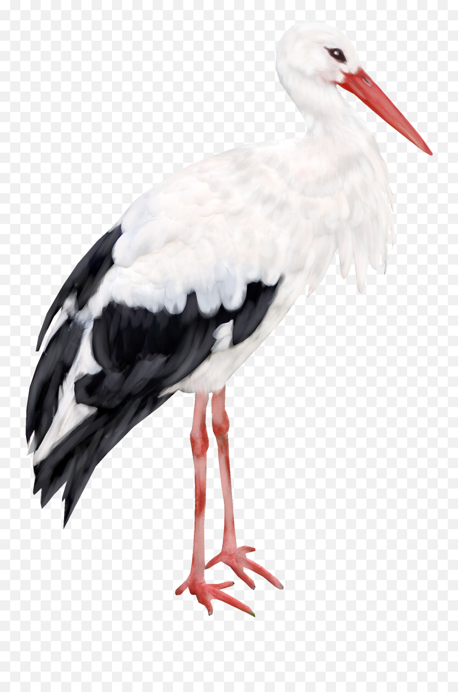 Stork Png Download Image