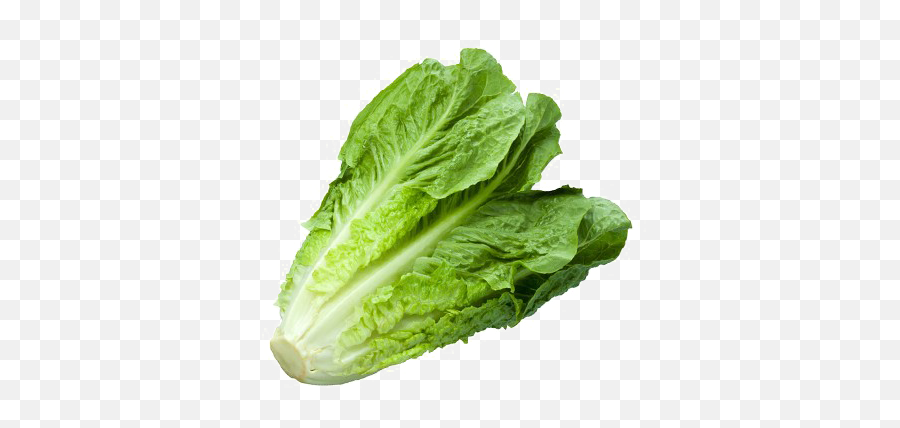 Download Romaine Lettuce Png - The Difference Between Cabbage And Lettuce,Lettuce Png