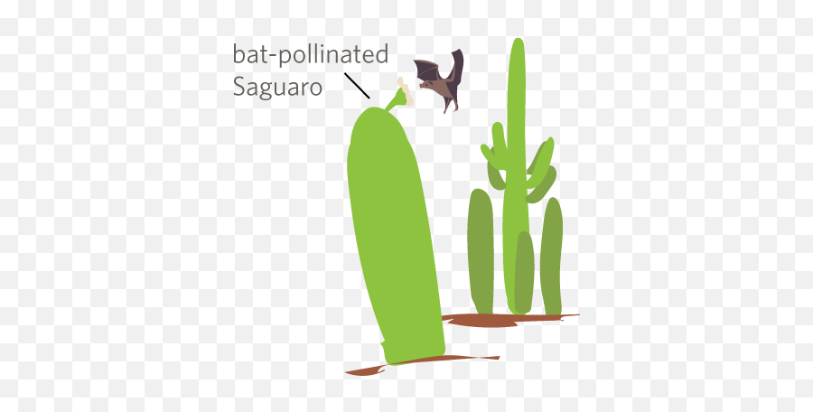 Iconic Saguaro Cactus - Illustration Png,Saguaro Png