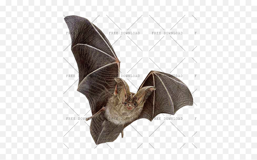 Png Image With Transparent Background Bat