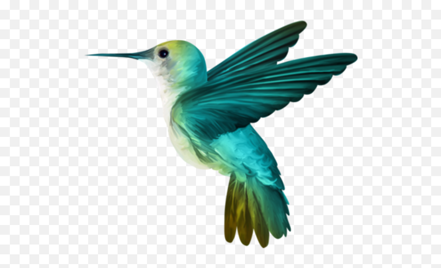 Png Background - Hummingbird Png,Hummingbird Transparent Background