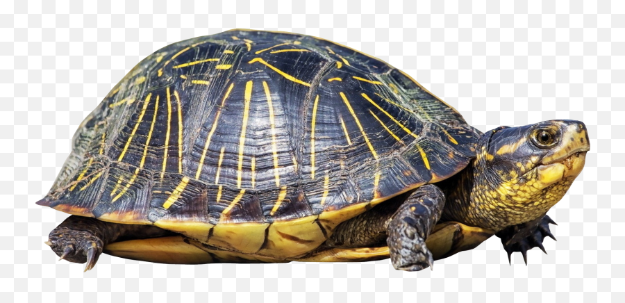 Download Free Png Turtle - Turtle Png,Turtle Png