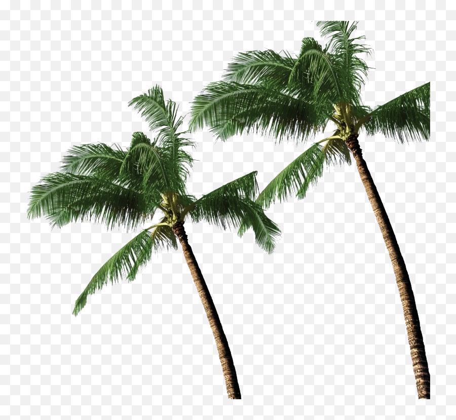 Long Coconut Tree Transparent Png All - Psd,Palm Trees Transparent