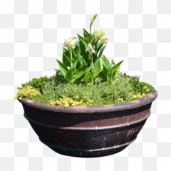 Parent Category - Transparent Background Shrubs Hedges Png Flowerpot