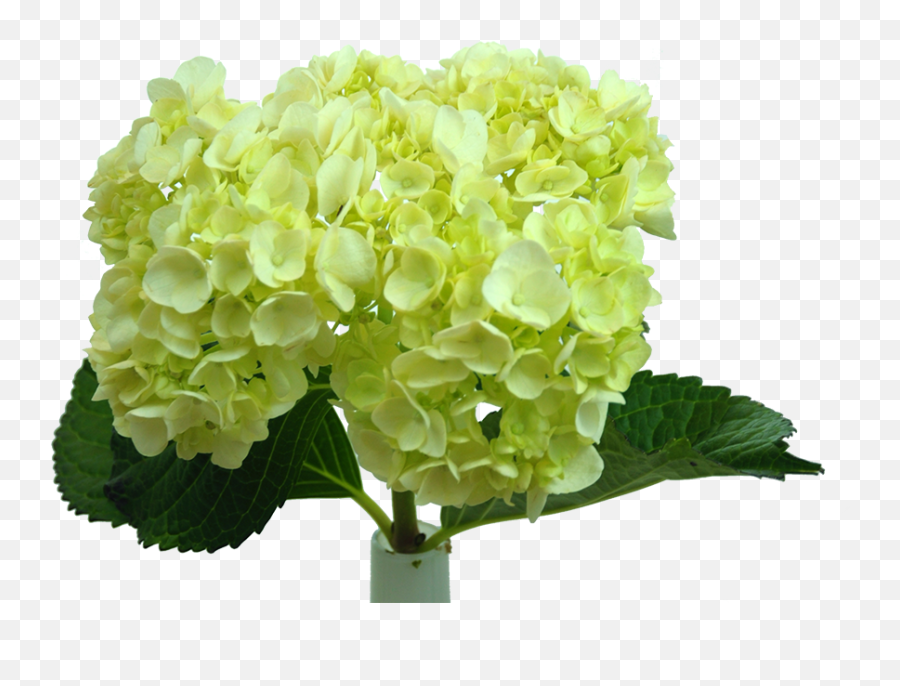 Paradise Flowers Nyc - Artificial Flower Png,Hydrangea Png