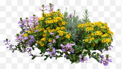 Flower Plant Top View Png