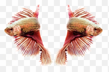 Siamese Fighting Ornamental Fish - Aquariumfish Png,Mirror Transparent Background