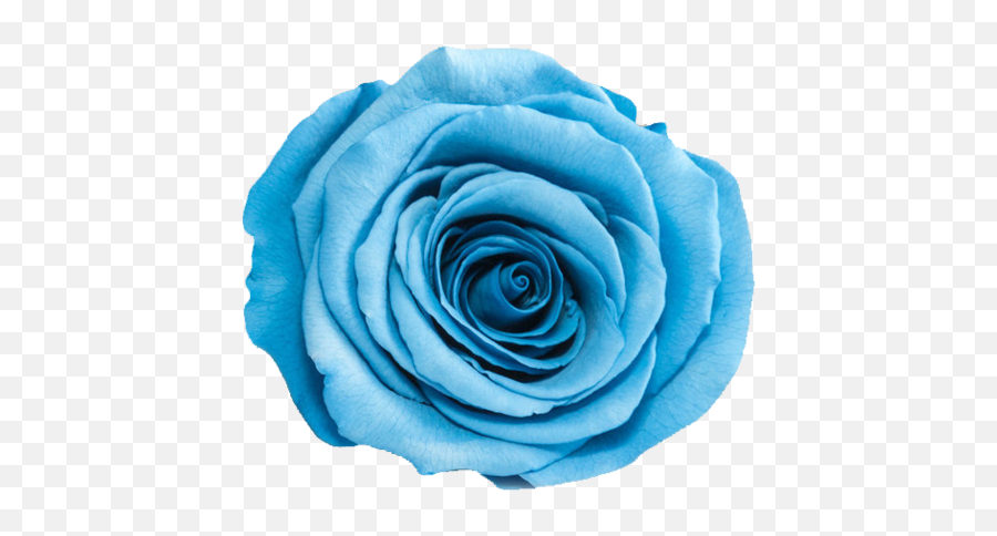 Rosas Azul Png Transparent Images - Rosa Azul Png Desenho,Rosas Png