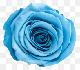 Free transparent rosas png images, page 1 - pngaaa.com