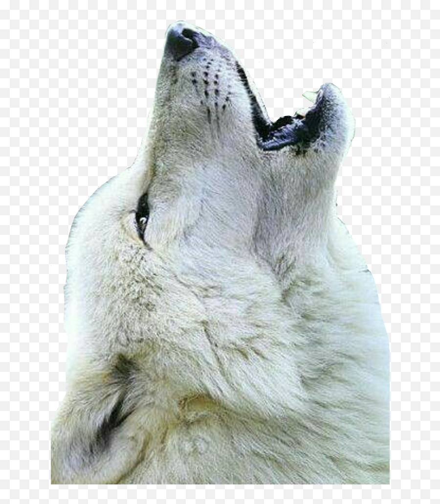 Lobo Uivando - Transparent White Wolf Png,Lobo Png