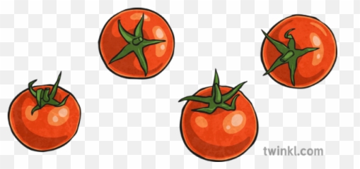 Cherry Tomatoes Illustration - Twinkl Png,Tomatoes Png
