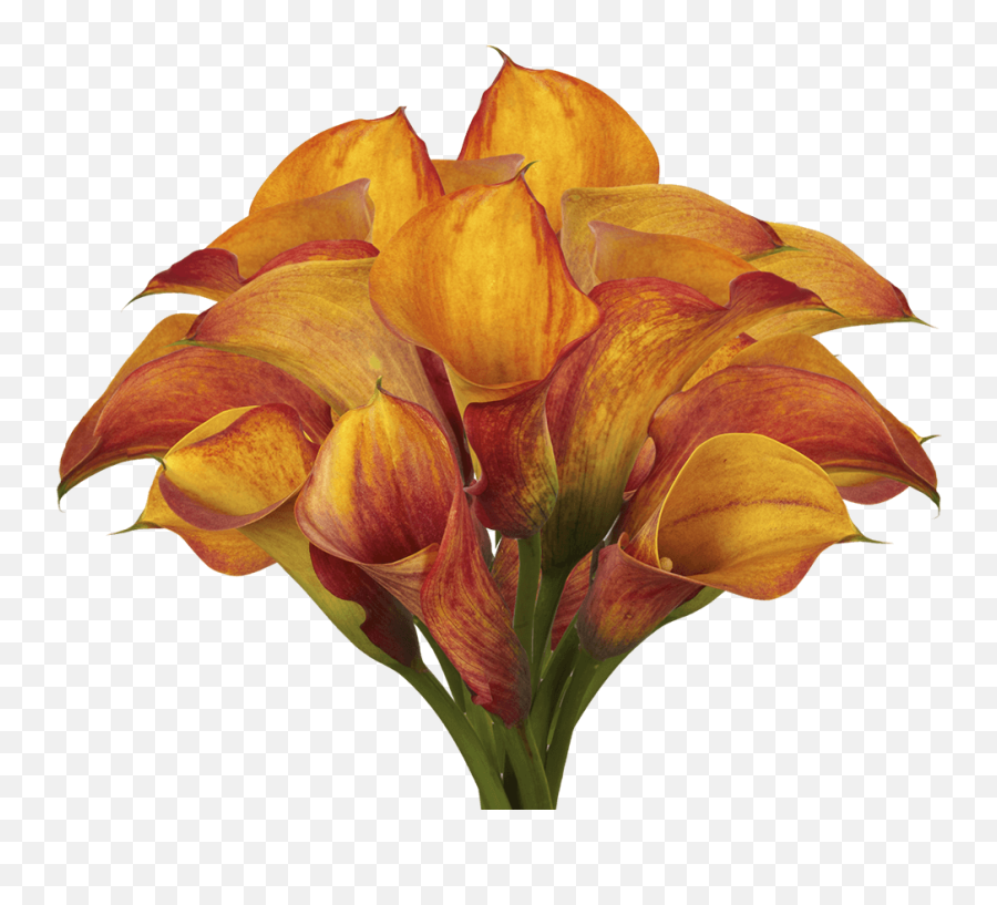 Globalrose 120 Mango Orange Calla Lilies - Fresh Flowers For Birthdays Weddings Or Anniversary Lilies Png,Calla Lily Png