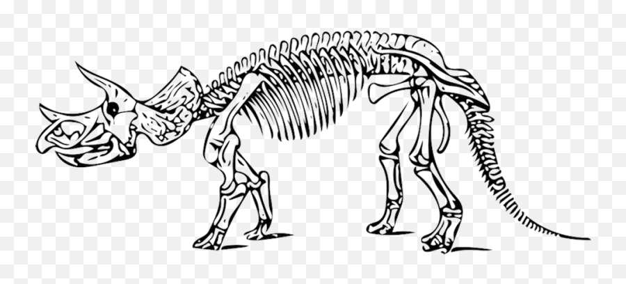 Dinosaur Triceratops - Dinosaur Skeleton Coloring Page Png,Triceratops Png