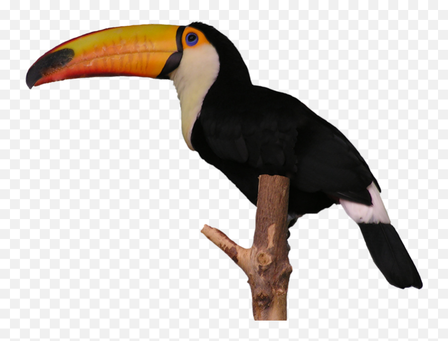 Aves Toucan - Clip Art Library Tucanes Png,Toucan Png