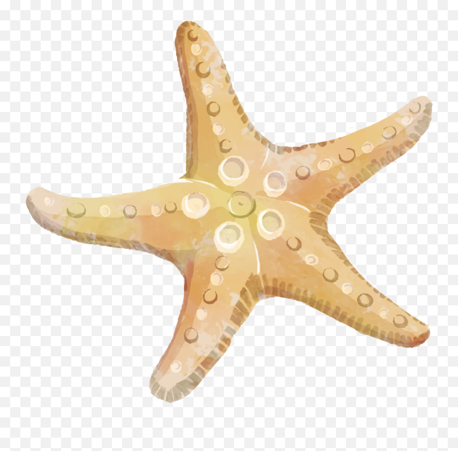 Free Starfish Clipart Transparent Download Clip Art - Star Fish Clip Art Free Png,Starfish Transparent