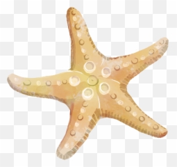 Free Starfish Clipart Transparent Download Clip Art - Star Fish Clip Art Free Png,Starfish Transparent