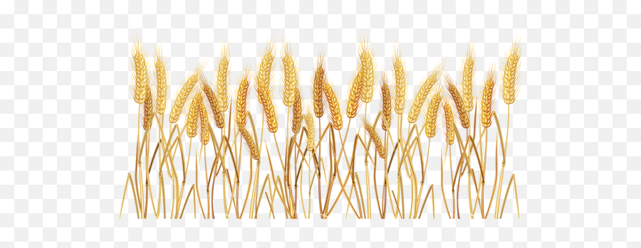 Rgcpb41 Hd Free Rice Grain Clipart Png Bed Pack 6299 - Transparent Background Wheat Png,Rice Transparent Background
