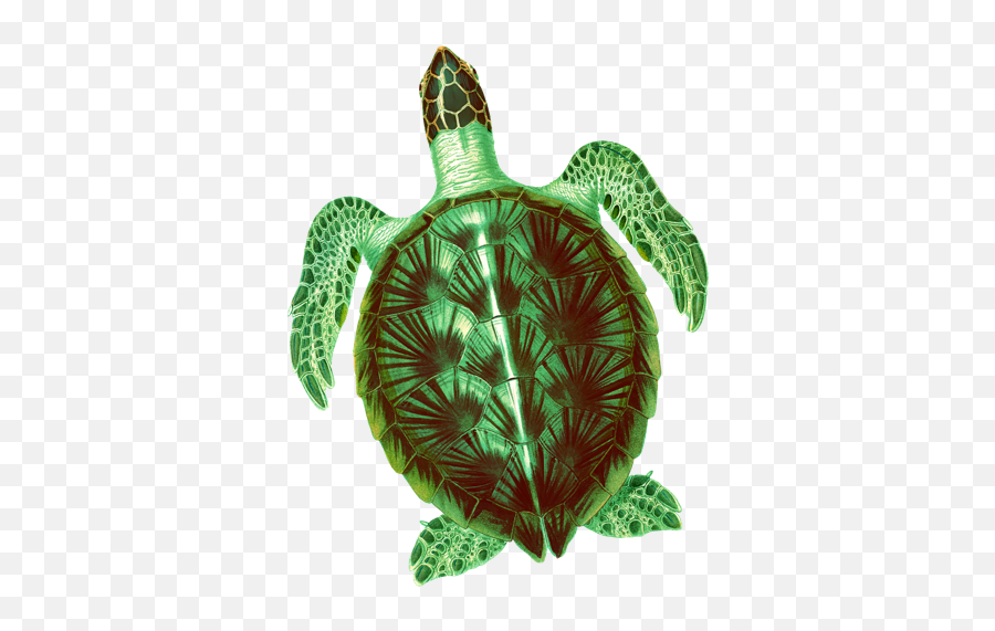 Seaturtle Png Sea Turtle Icon