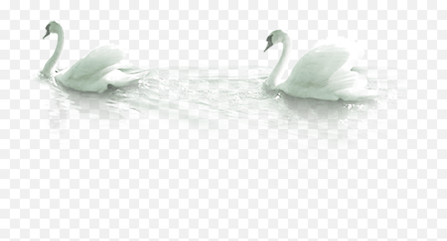 Mute Swan Bird Duck - Swans Png,Swan Png