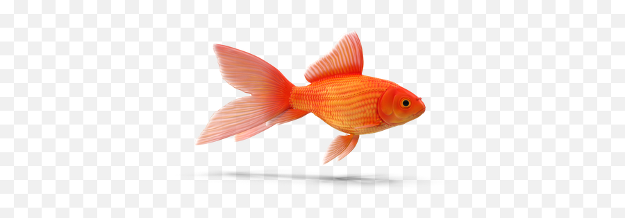 Premium Goldfish 3d Illustration Download In Png Obj Or - Goldfish,Goldfish Icon