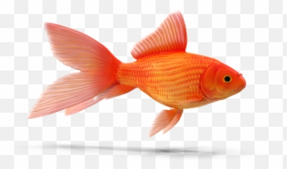 Premium Goldfish 3d Illustration Download In Png Obj Or - Goldfish,Goldfish Icon
