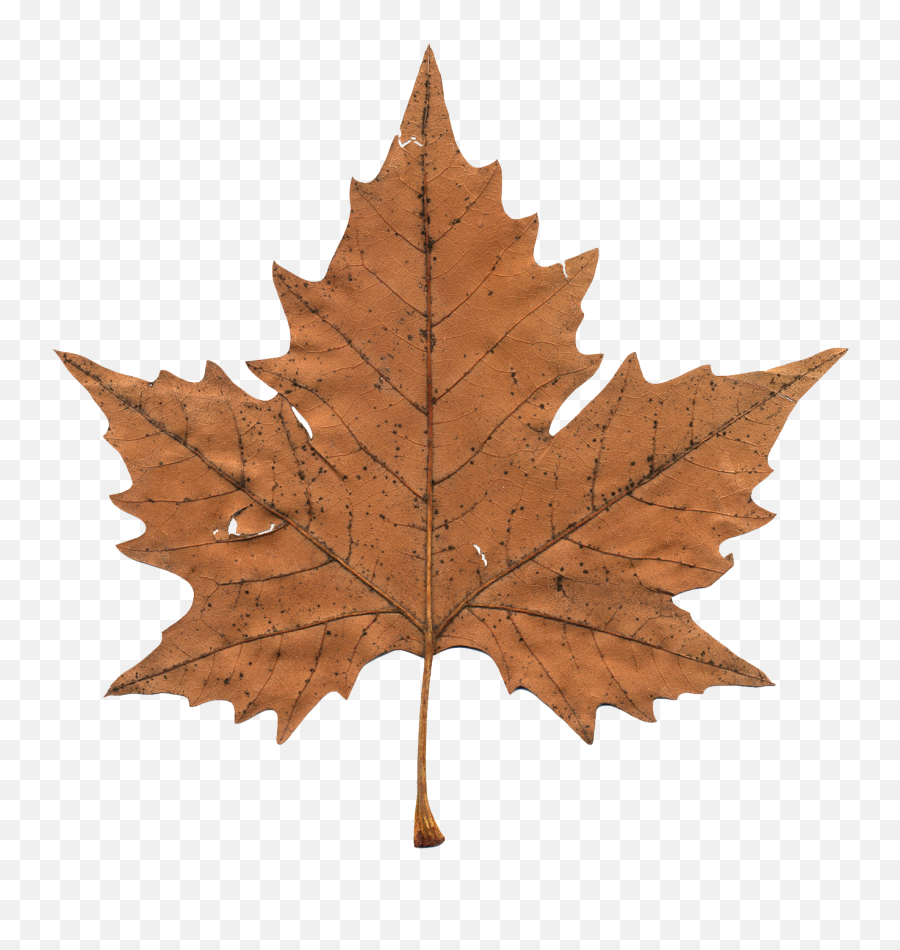 Download Maple Leaf Png Image For Free - Maple Leaf Clipart Brown,Maple Leaf Png