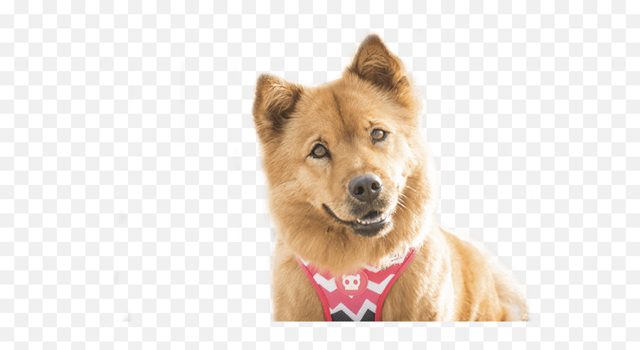 Theo Dog - Companion Dog Png,Cachorro Png