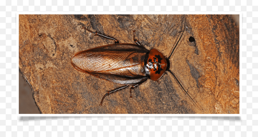 German Roaches - Good Riddance Pest Control Schaben Fliegen Png,Cockroach Transparent