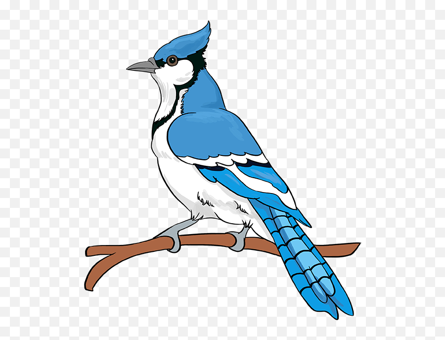 How To Draw A Blue Jay - Really Easy Drawing Tutorial Step How To Draw A Blue Jay Png,Blue Jay Png