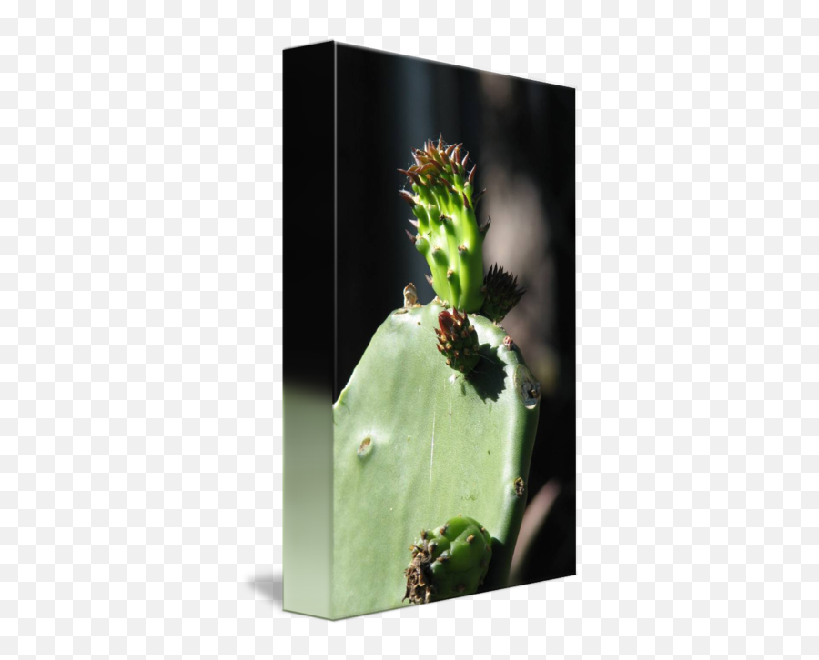 The Growing Beauty Of A Nopal By Silvia Calzada - Barbary Fig Png,Nopal Png