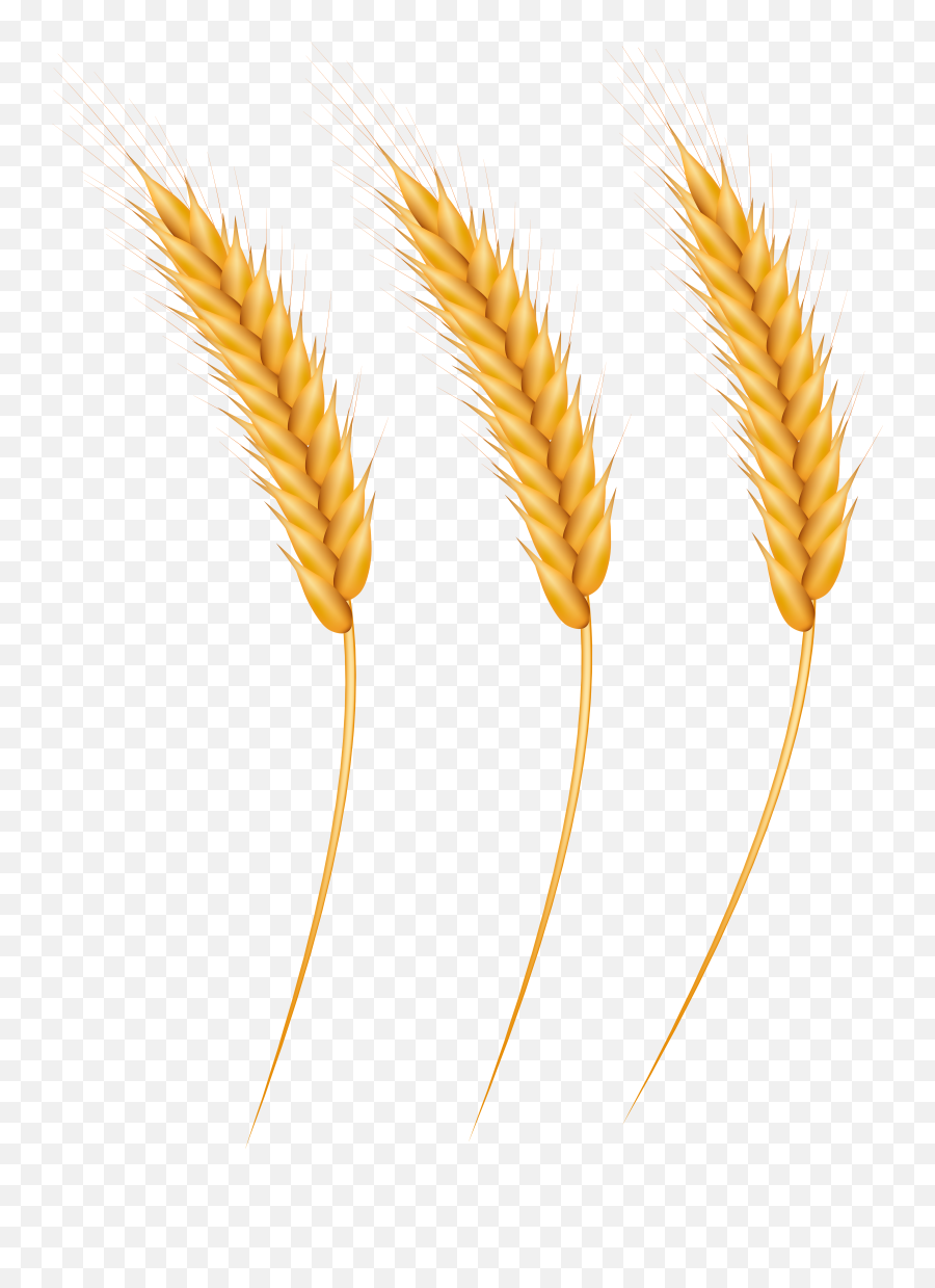 Grain Clipart Png - Clip Art Wheat Grain,Wheat Transparent