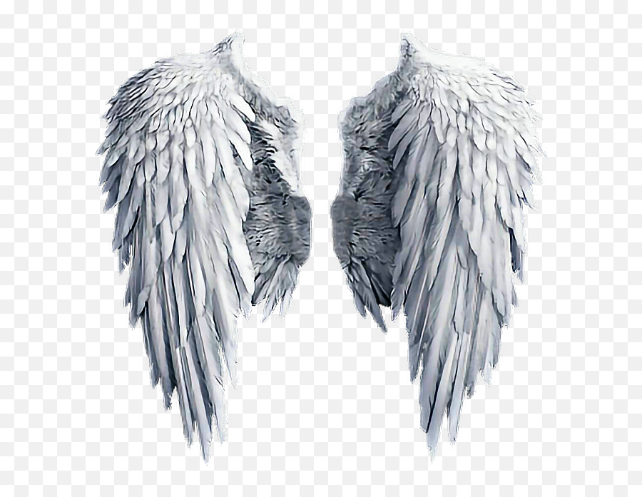 Download Hd Angel Wing Transparent Png - Angel Wing Png,Angel Wing Transparent