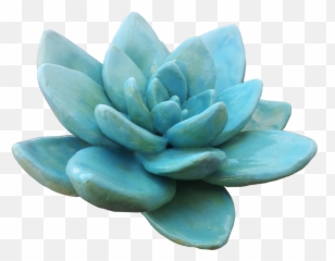Download Hd Succulent Plant Light Transparency And - Earthenware Png,Succulent Transparent Background