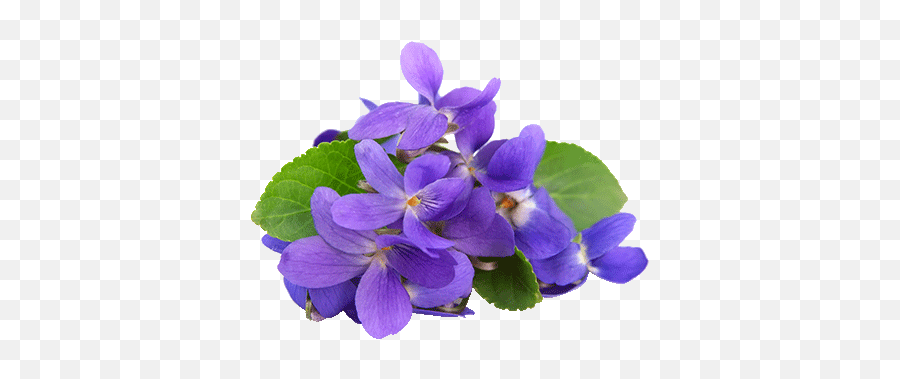 Download Free Png Violets - Violet Essential Oil,Violets Png