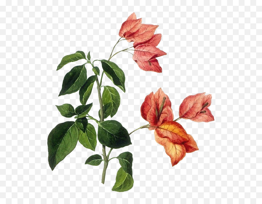 Download Bougainvillea Drawing - Flower Botanical Drawing Png,Bougainvillea Png