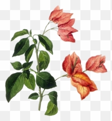 Download Bougainvillea Drawing - Flower Botanical Drawing Png,Bougainvillea Png