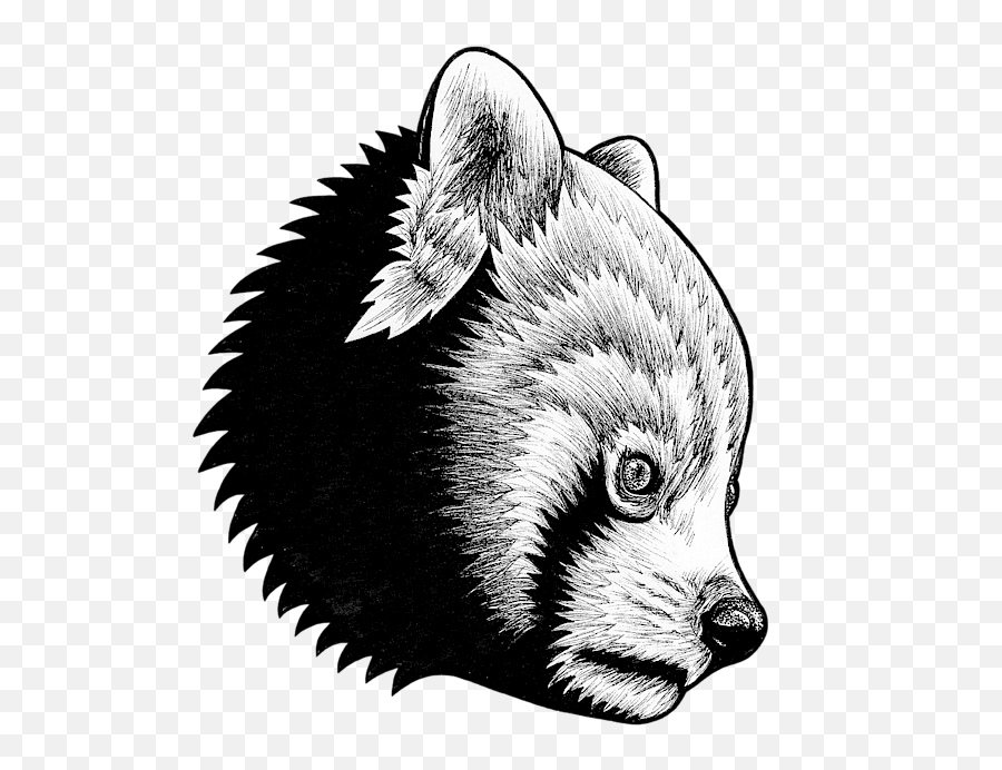 Red Panda - Ink Illustration Greeting Card Ink Animal Illustration Png,Red Panda Transparent