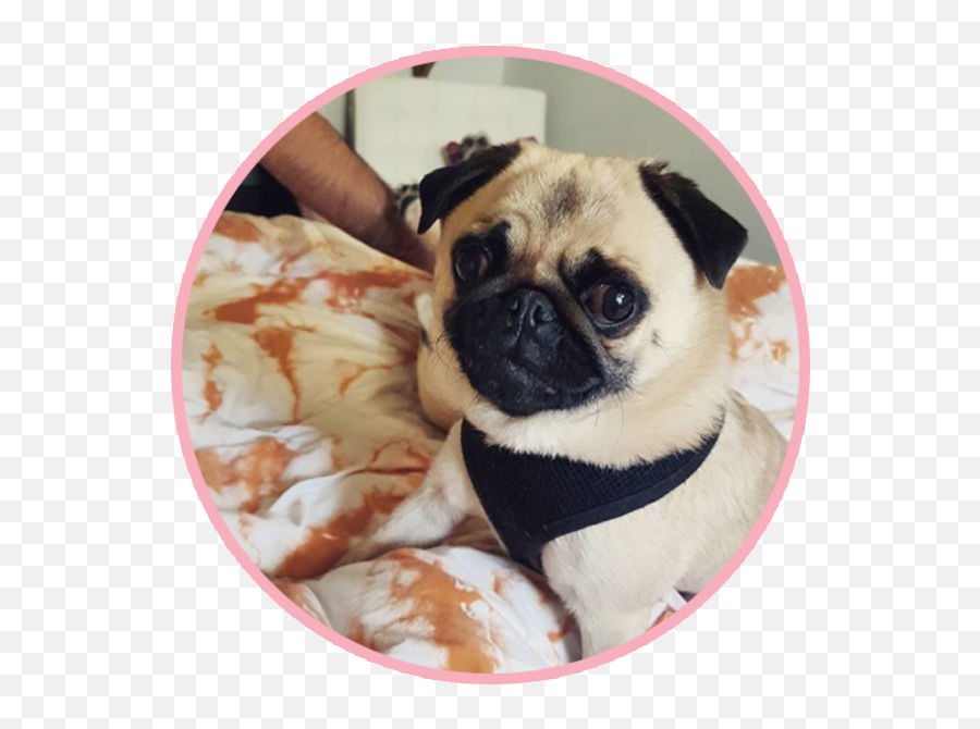 Mr Biscuit The Pug Png