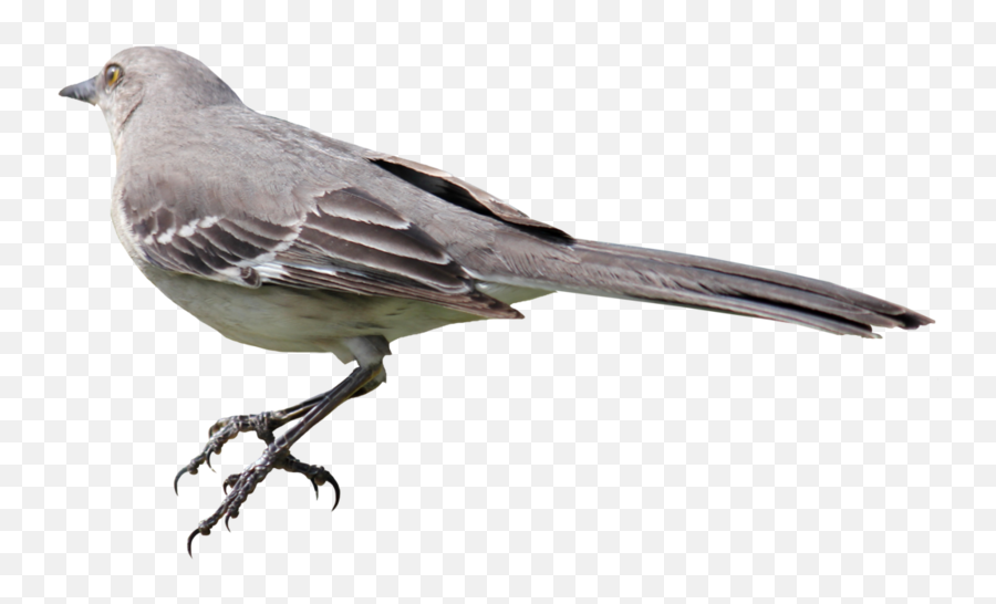 Mockingbird Png 01 - Mockingbird Clipart,Mockingbird Png