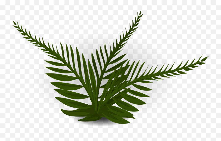 Fern Green Plant - Prehistoric Plants Clipart Png,Green Plant Png