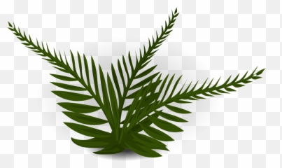 Fern Green Plant - Prehistoric Plants Clipart png