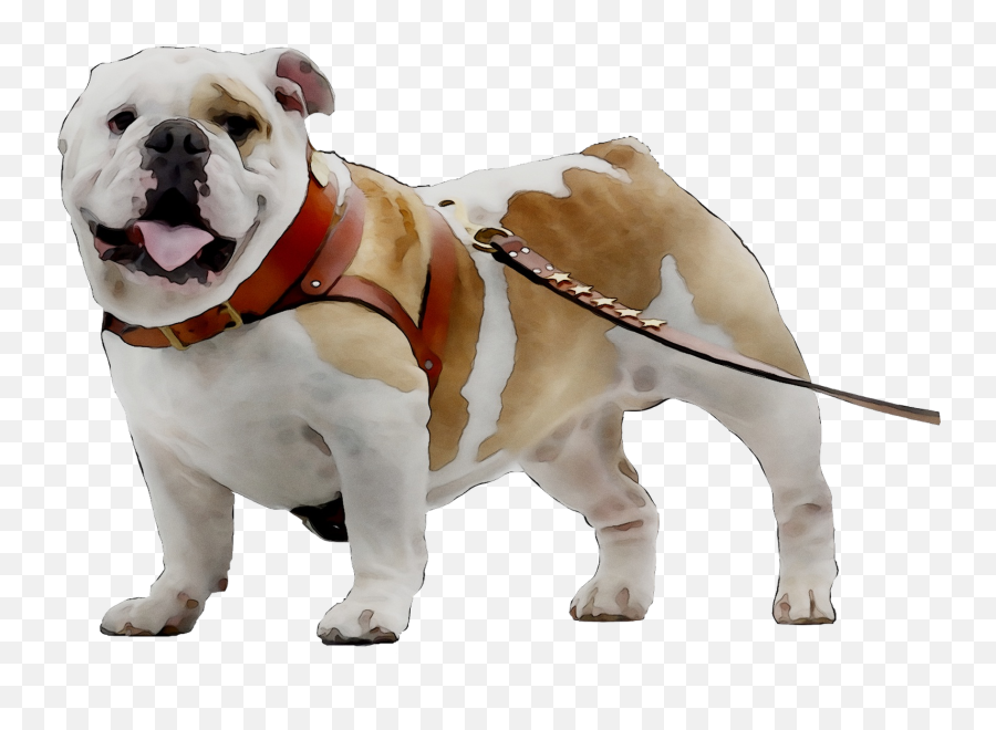Download Toy Bulldog Breed Dog - Bulldog Png,Bulldog Png