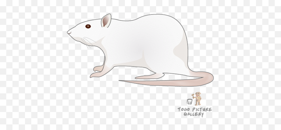 Filerat Togopicpng - Wikimedia Commons Rat,Rat Png