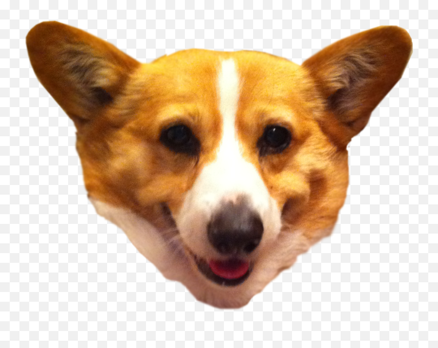 Download Transparent Background Corgi - Transparent Background Dog Head Transparent Png,Corgi Png